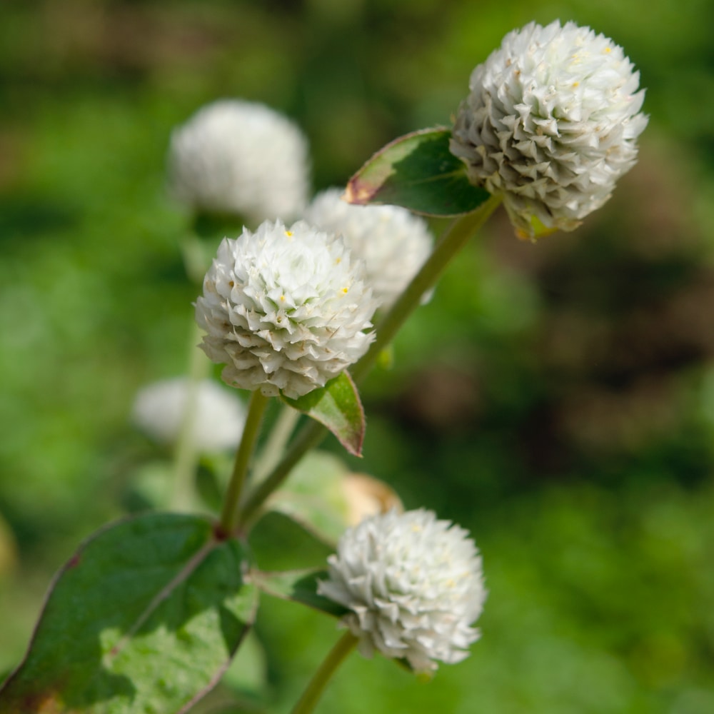 Klotamarant 'White'