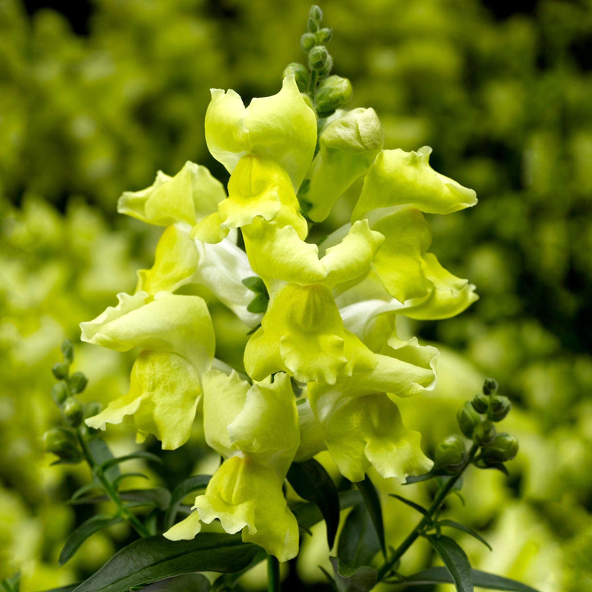 Lejongap 'Snaptini Yellow'