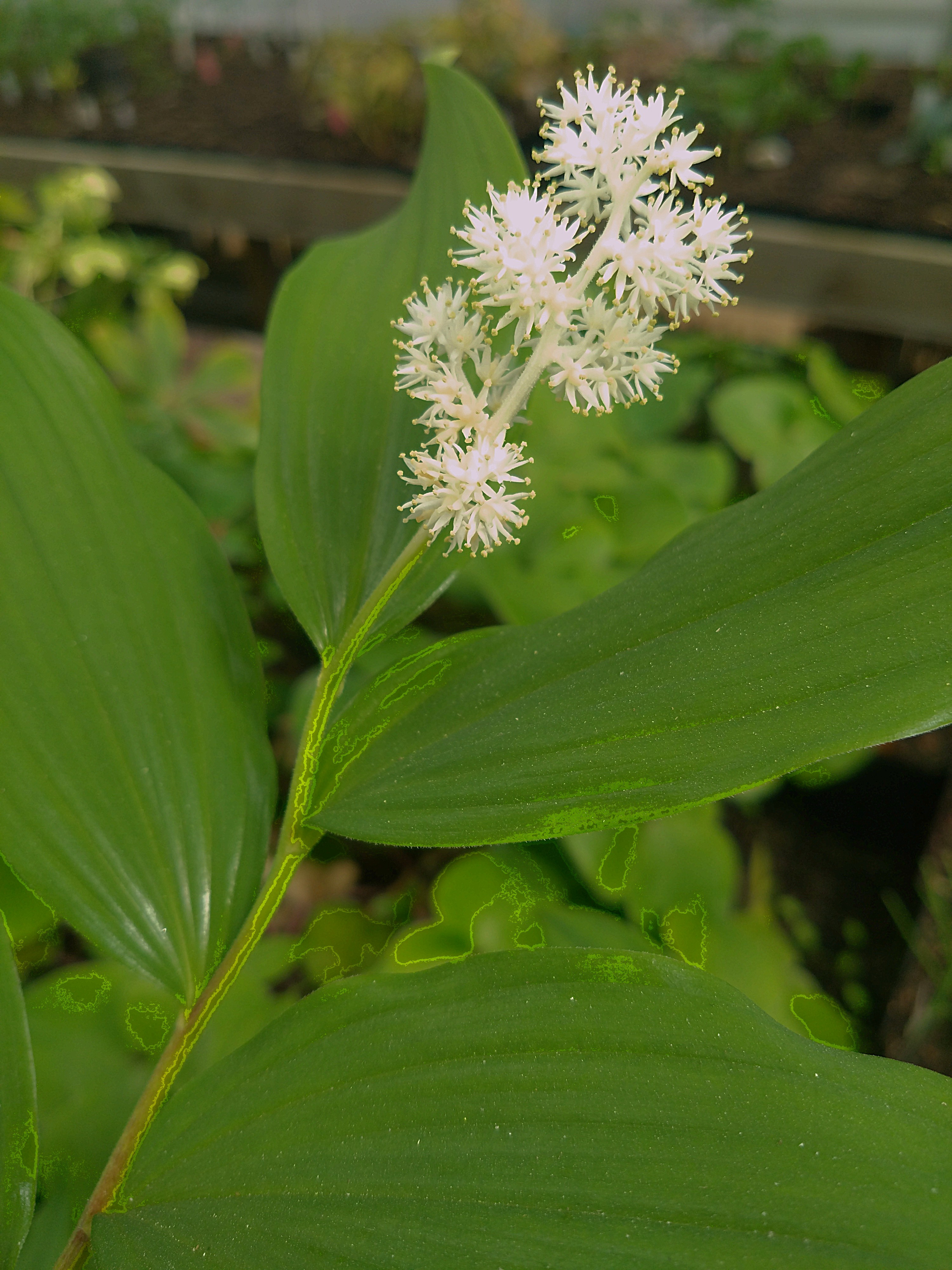 Smilacina racemosa'Emily Moody' 