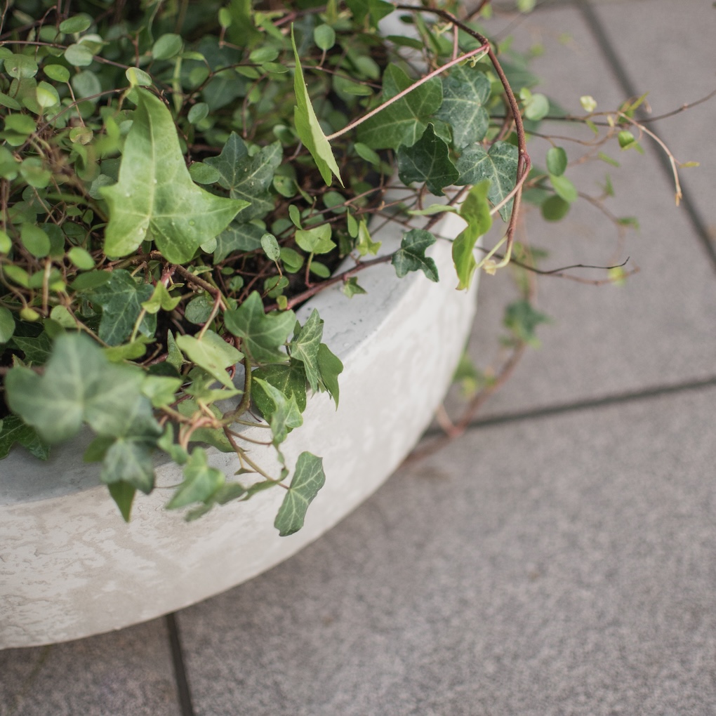 Garden Bowl Concrete - Pot - Concrete - 40x15.5 cm - 2