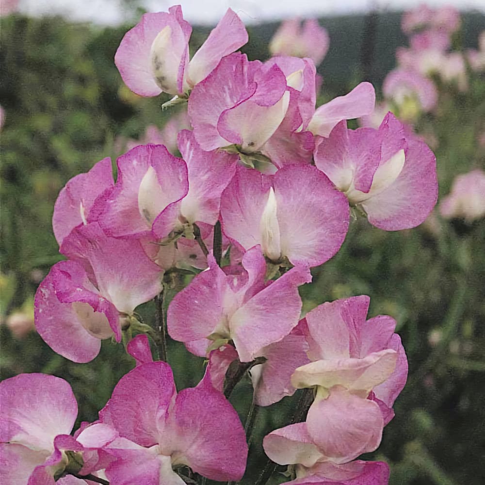 Luktärt 'Mammoth Rose Pink'