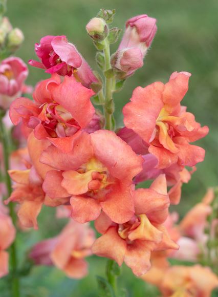 Lejongap 'Madame Butterfly Bronze' F1