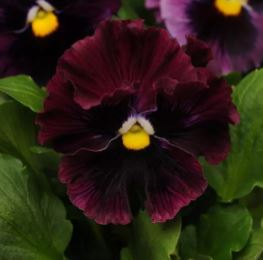 Pensé 'Frizzle Sizzle Burgundy F1'