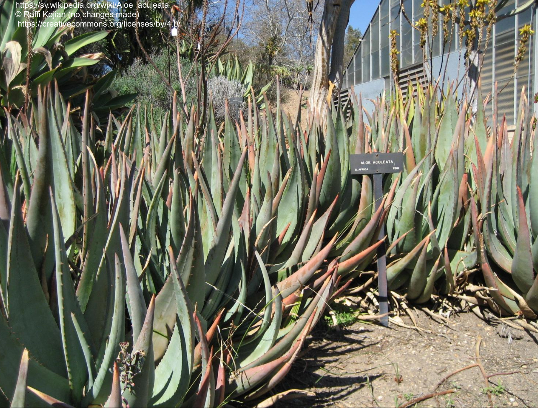 Aloe aculeata