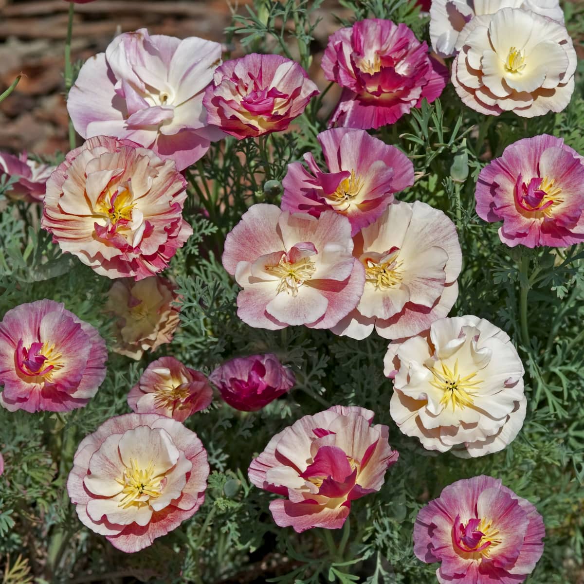 Sömntuta 'Thai Silk Appleblossom Chiffon'