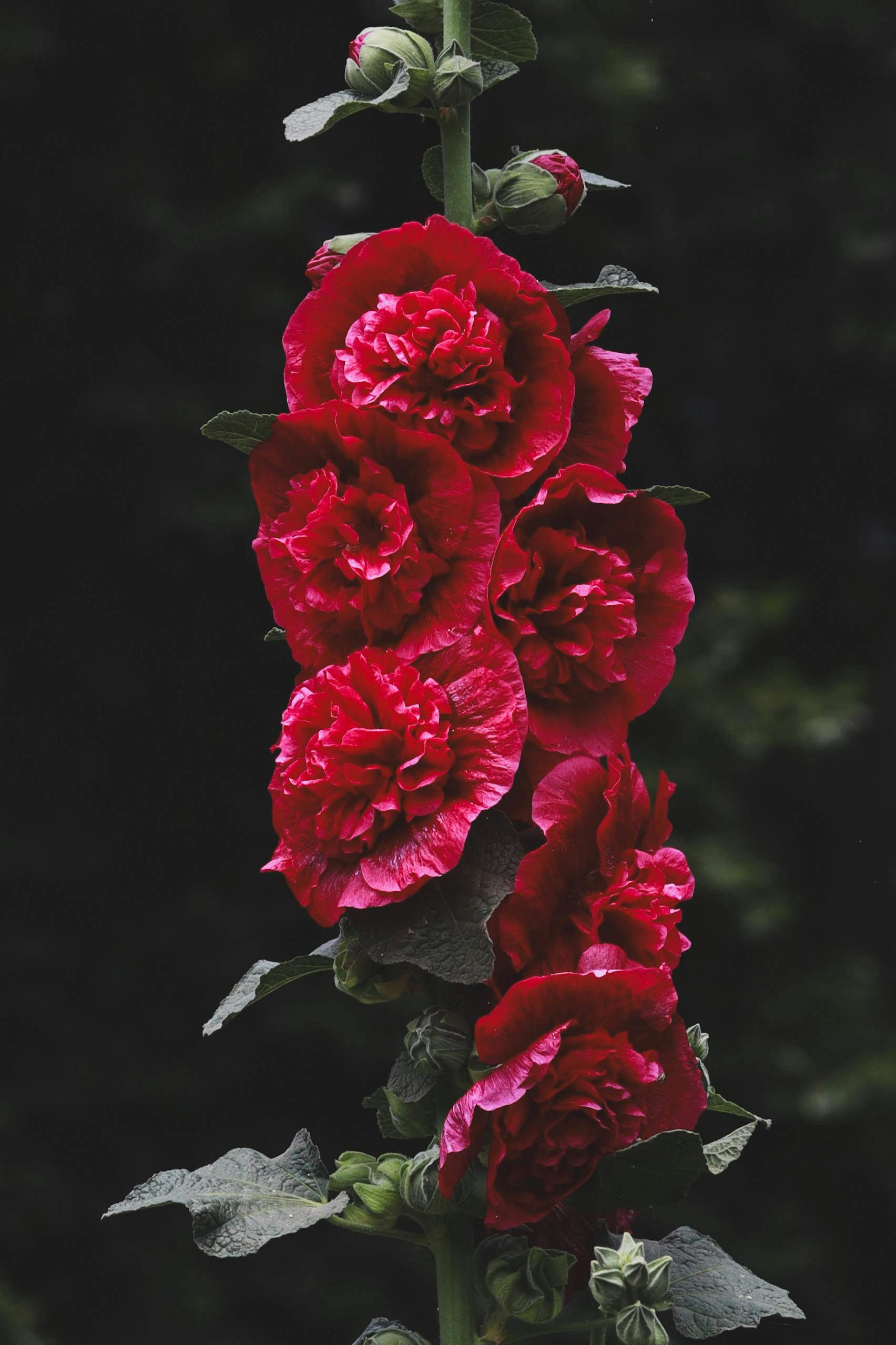 Stockros 'Chater's Scarlet' - 2