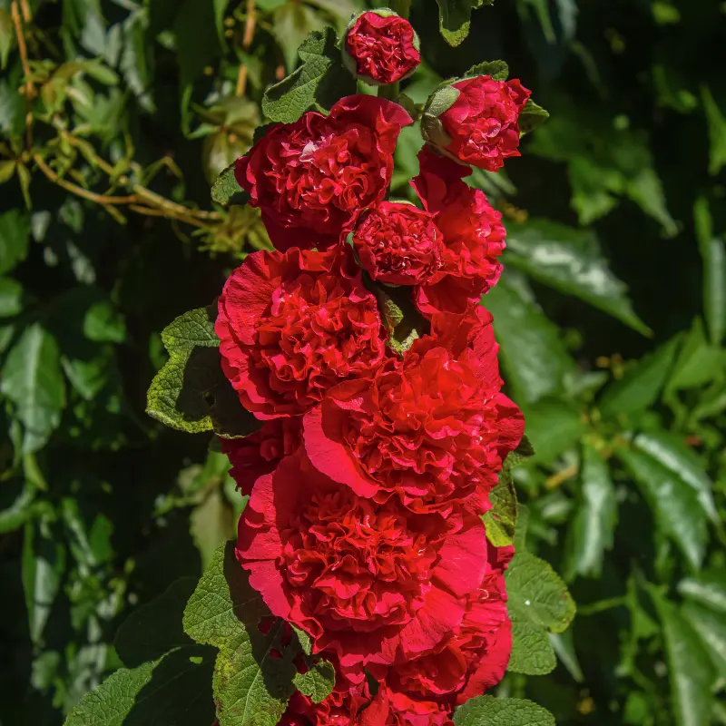 Stockros 'Chater's Scarlet'