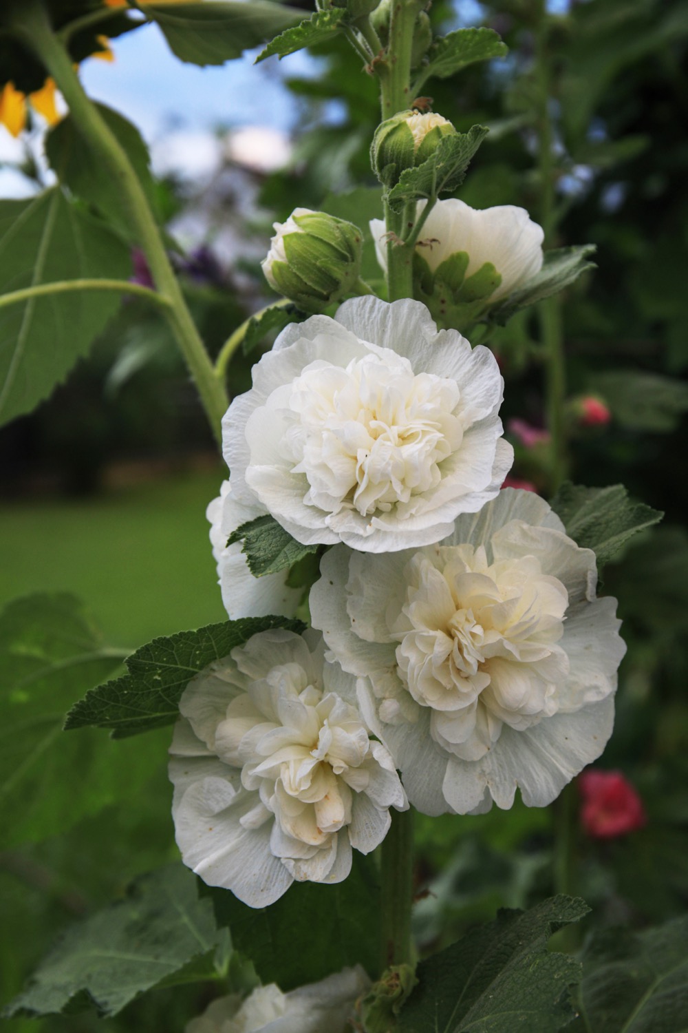 Stockros 'Chater's White'