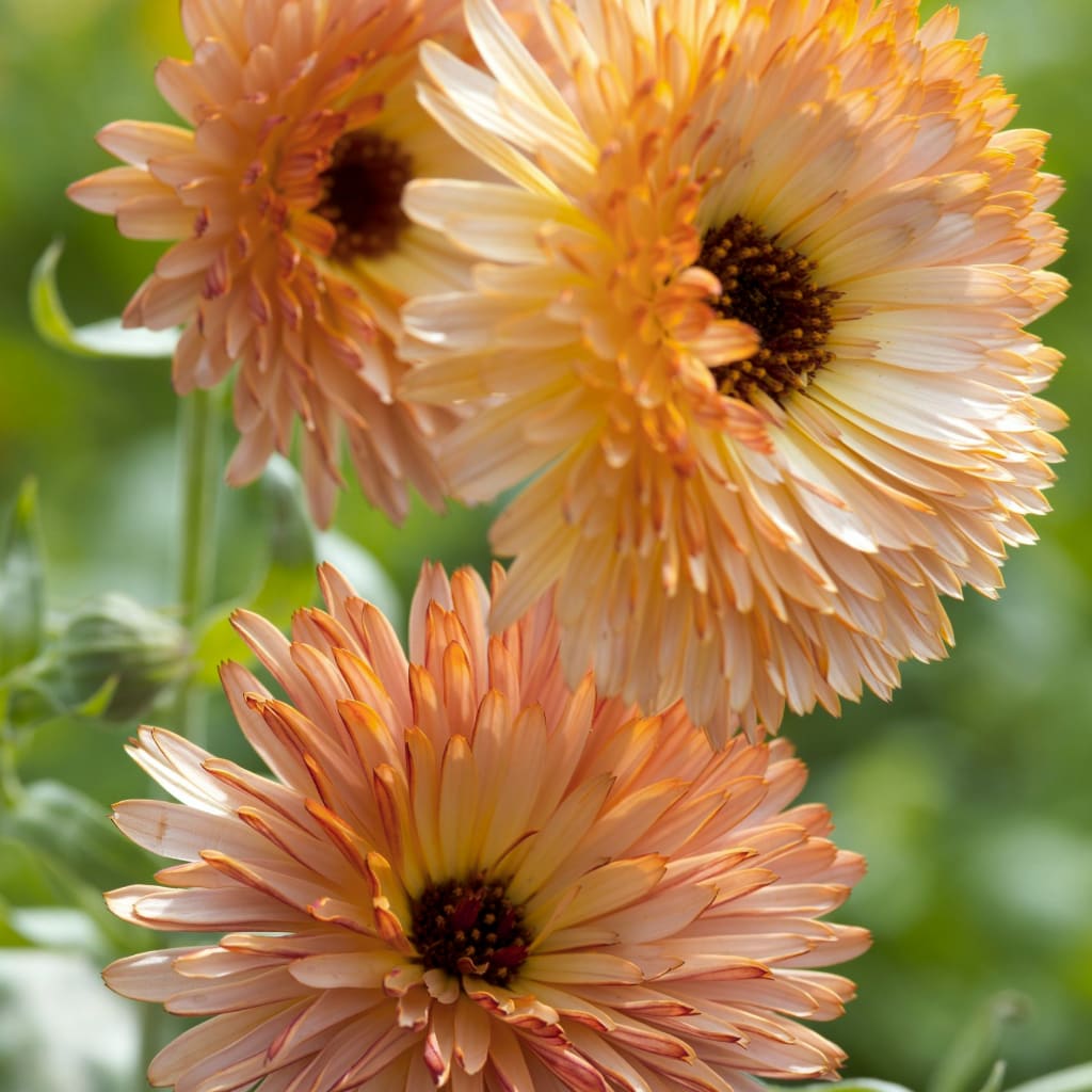 Ringblomma 'Orange Flash'
