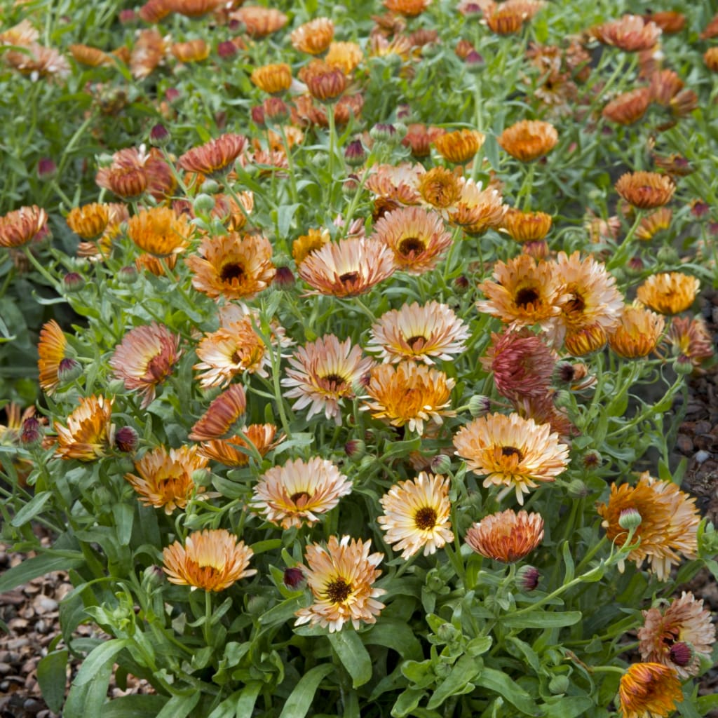 Ringblomma 'Orange Flash' - 2