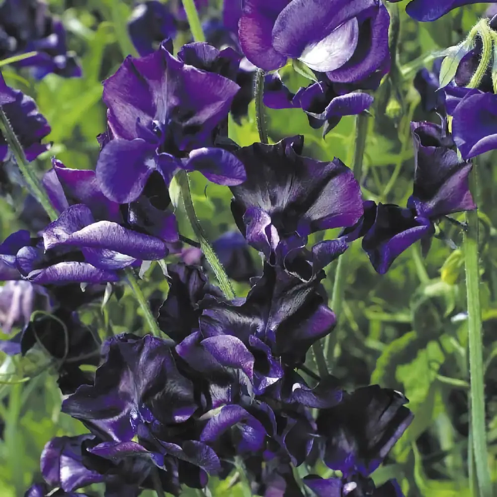 Luktärt 'Mammoth Navy Blue'