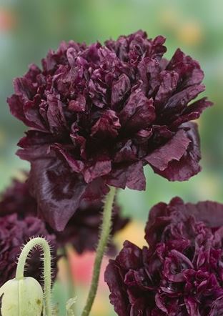Pionvallmo 'Black Peony'