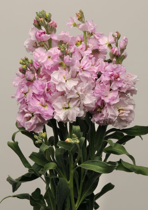 Lövkoja 'Katz Cherry Blossom'