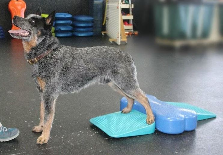 K9Design Balance Ramp - Turquoise - Balance training