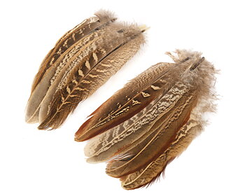 Pheasant Cock ringneck wing quills