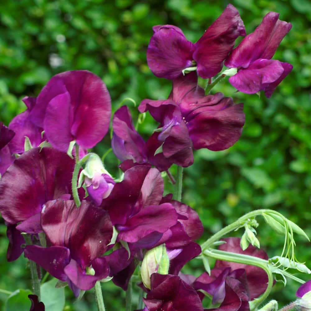 Luktärt 'Royal Maroon'