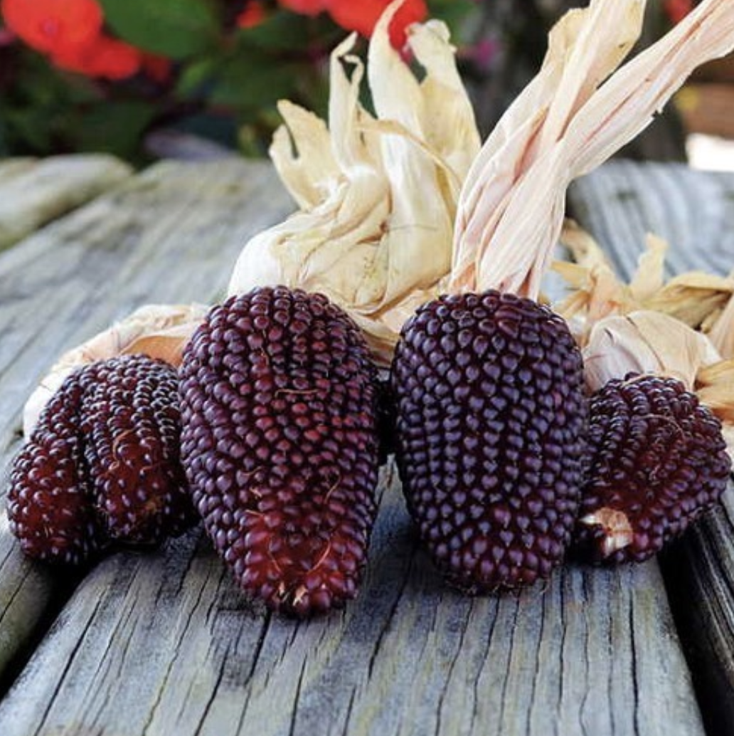 Popcornmajs - Prydnadsmajs 'Strawberry Red'