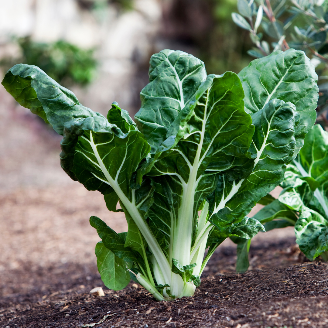 Mangold - White Silver 2