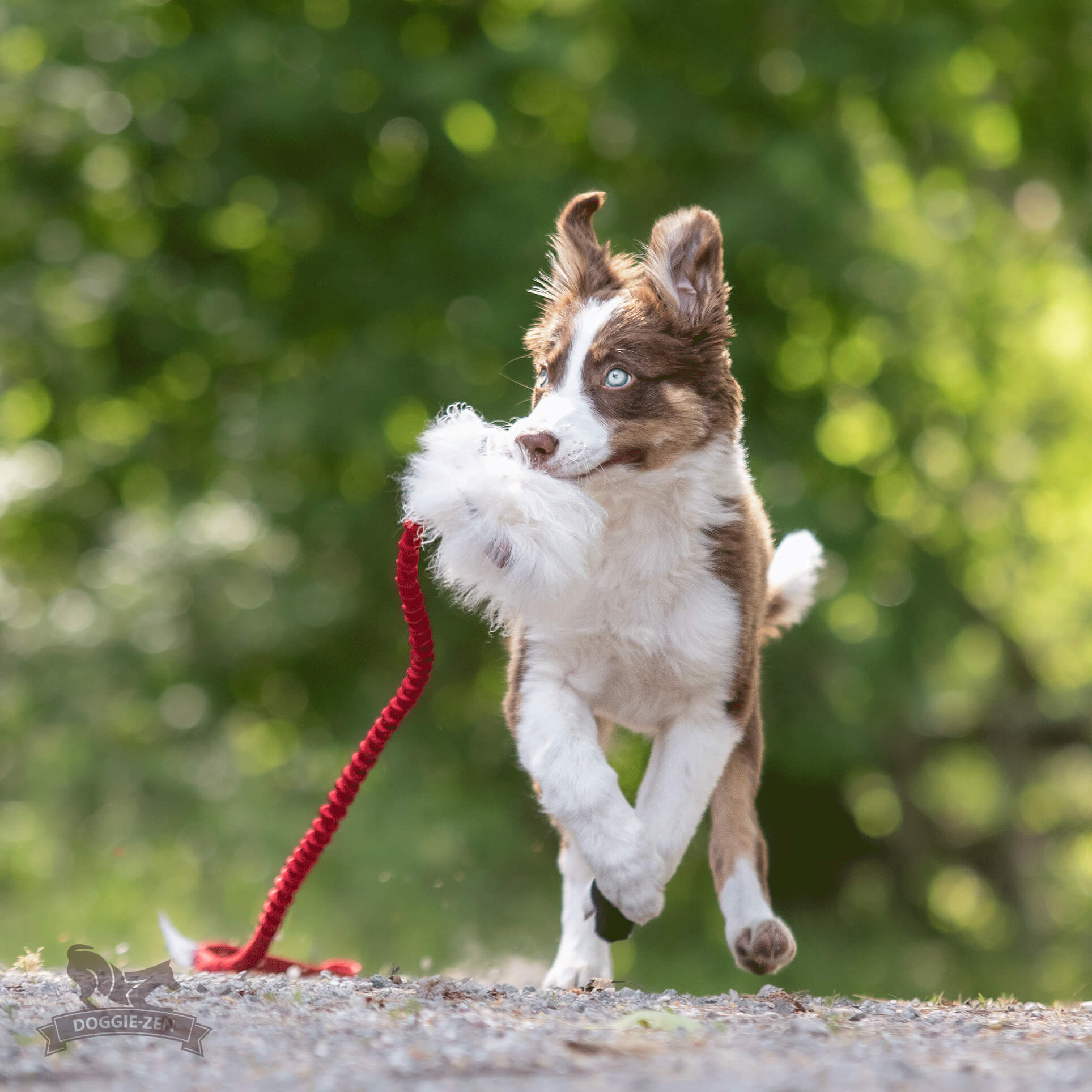 Doggie-Zen Elastisches Belohnungs-Zerrspielzeug Schaffell S Hundespielzeug - Bunte Farben