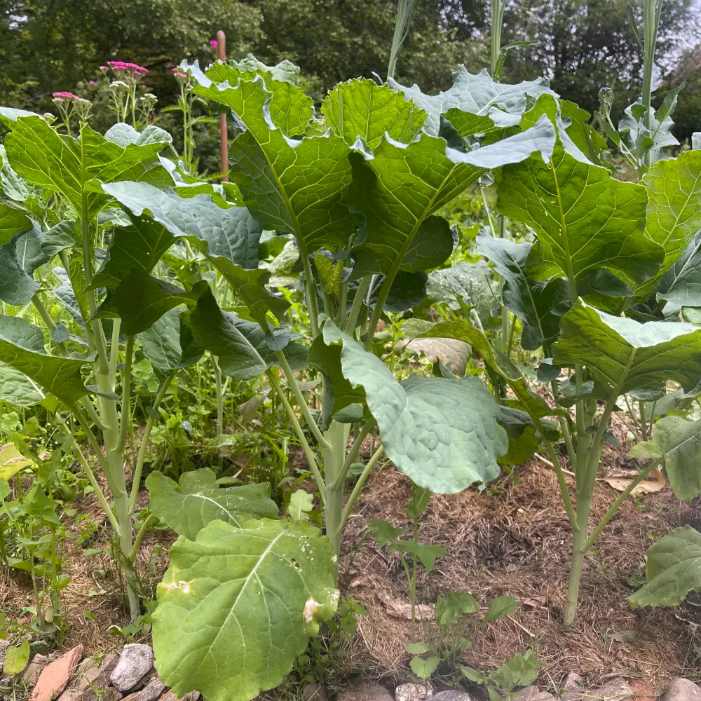 Grönkål / Märgkål 'Astera'