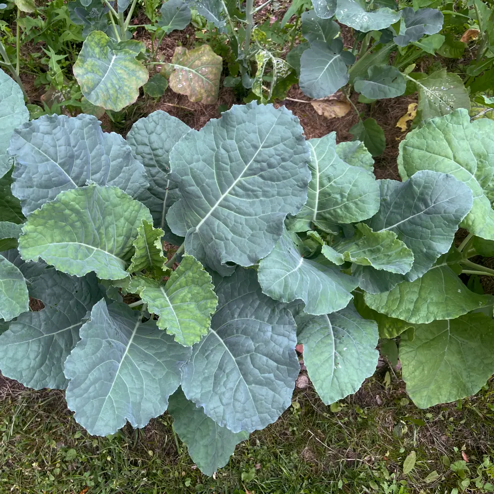 Grönkål / Märgkål 'Astera'