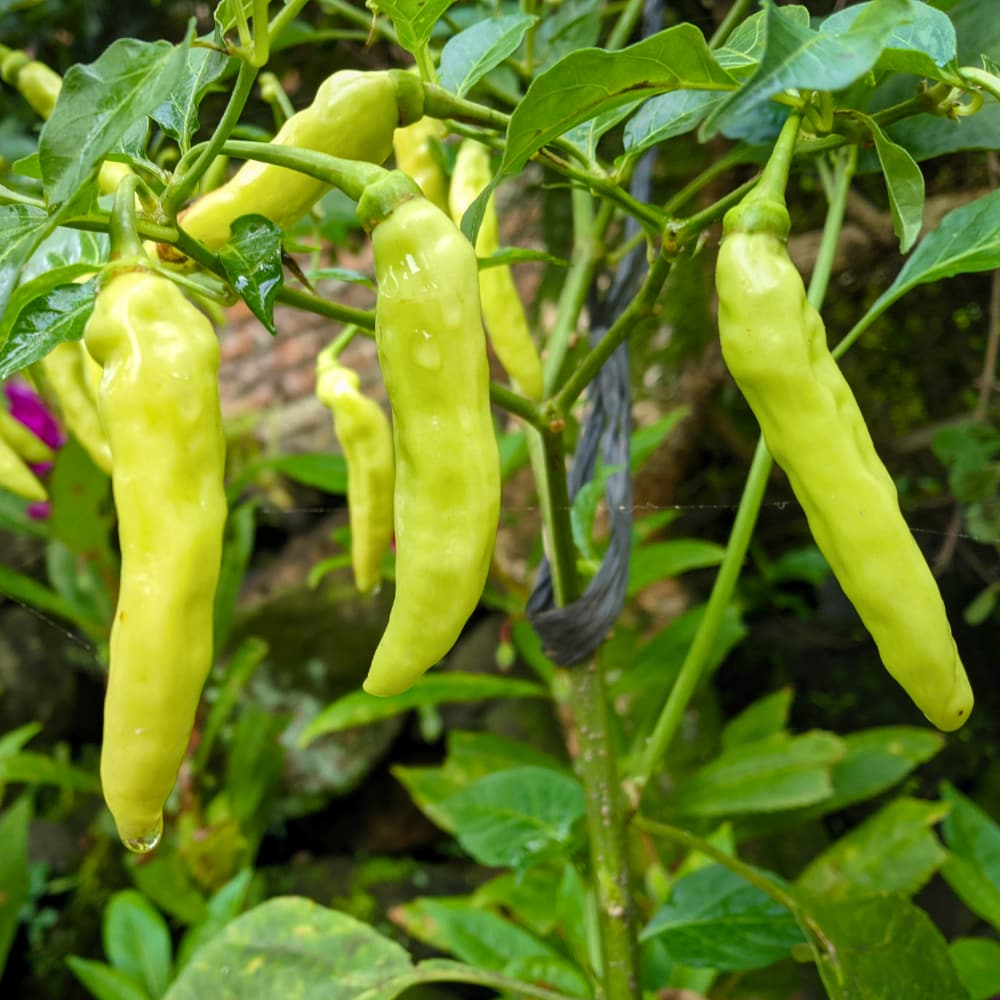 Chilipeppar 'Sweet Banana'