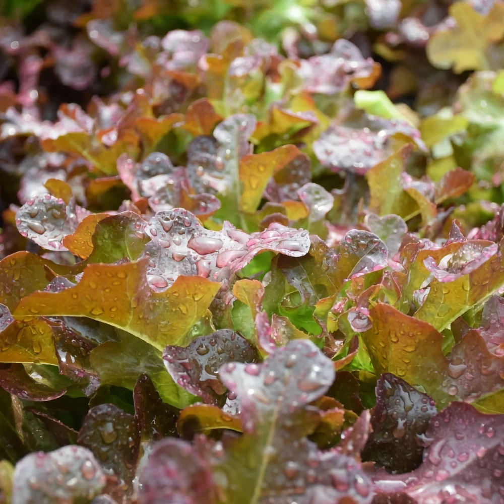 Plocksallat 'Red Salad Bowl'