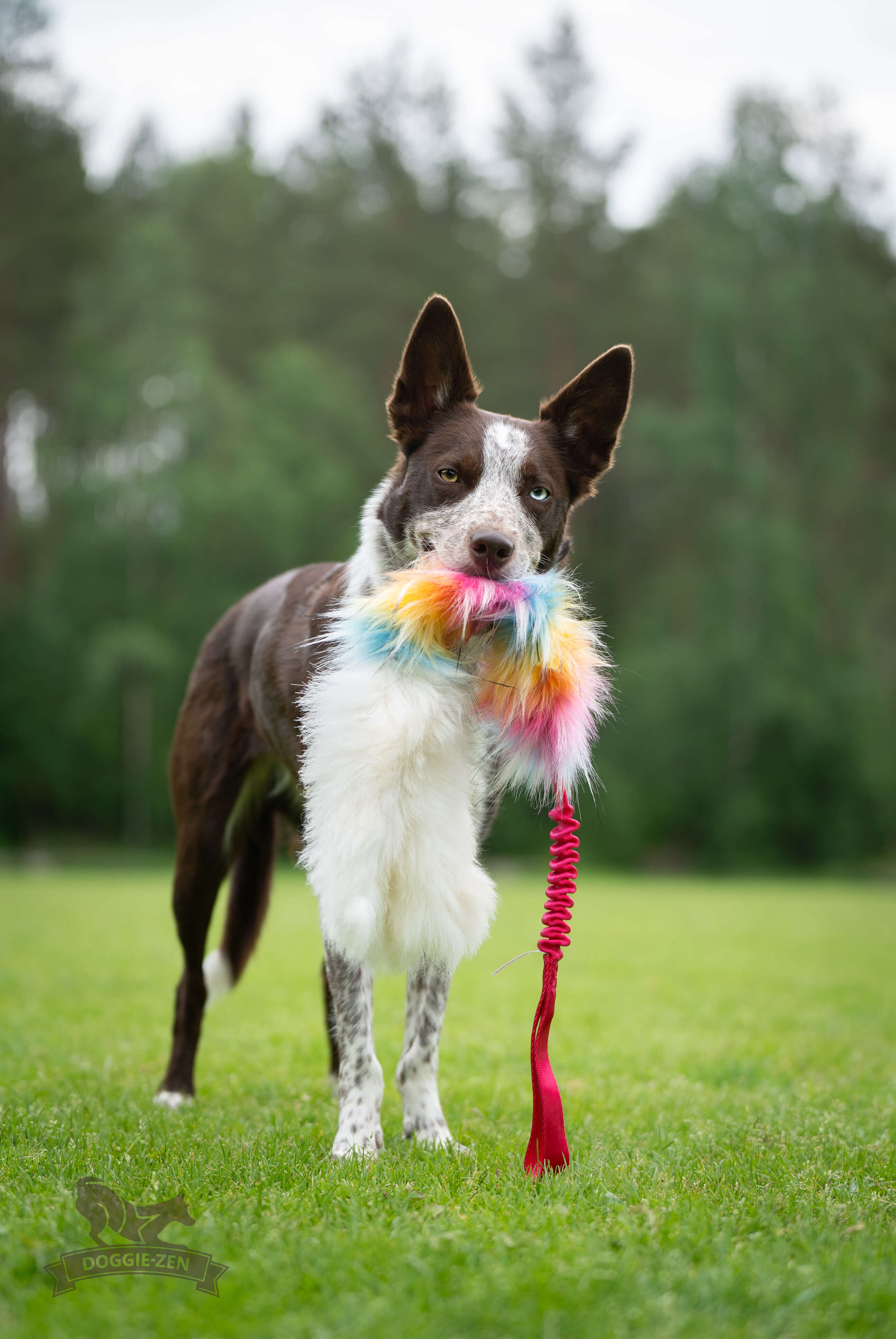 Doggie-Zen Elastisches Tintenfisch-Zerrspielzeug L Schaffell + Kunstfell - Sortierte Farben