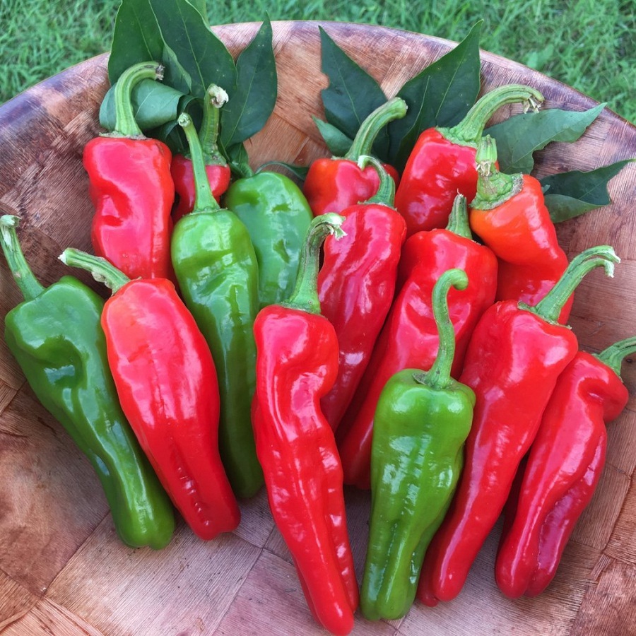 Peperone chili Friariello