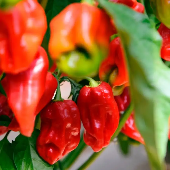 Havannapeppar 'Habanero Red'