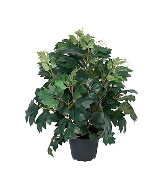 Cissus i kruka 35 cm