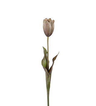 Tulpan grön 58 cm
