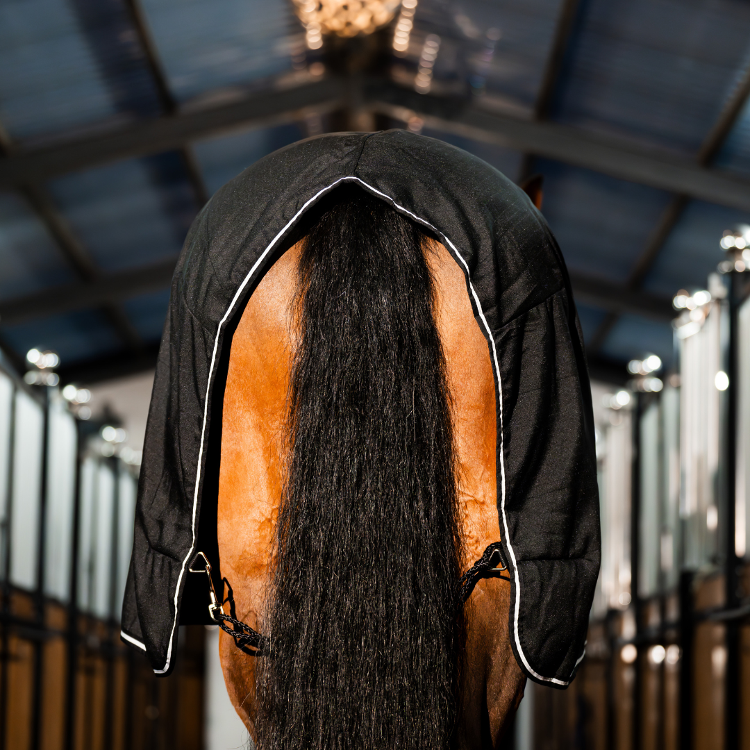 RAMBO STABLE SHEET  - 5