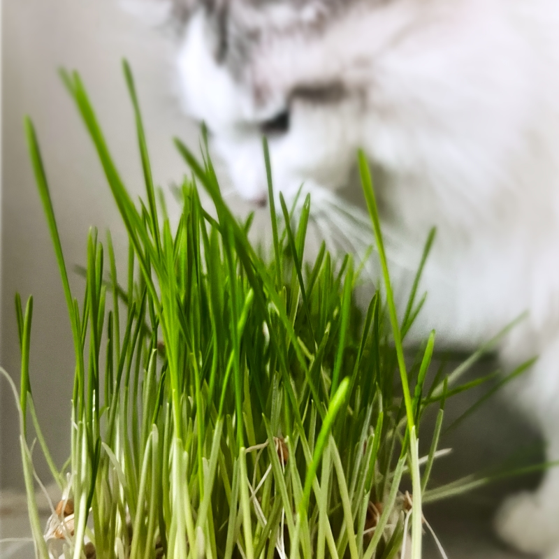 Kattgräs