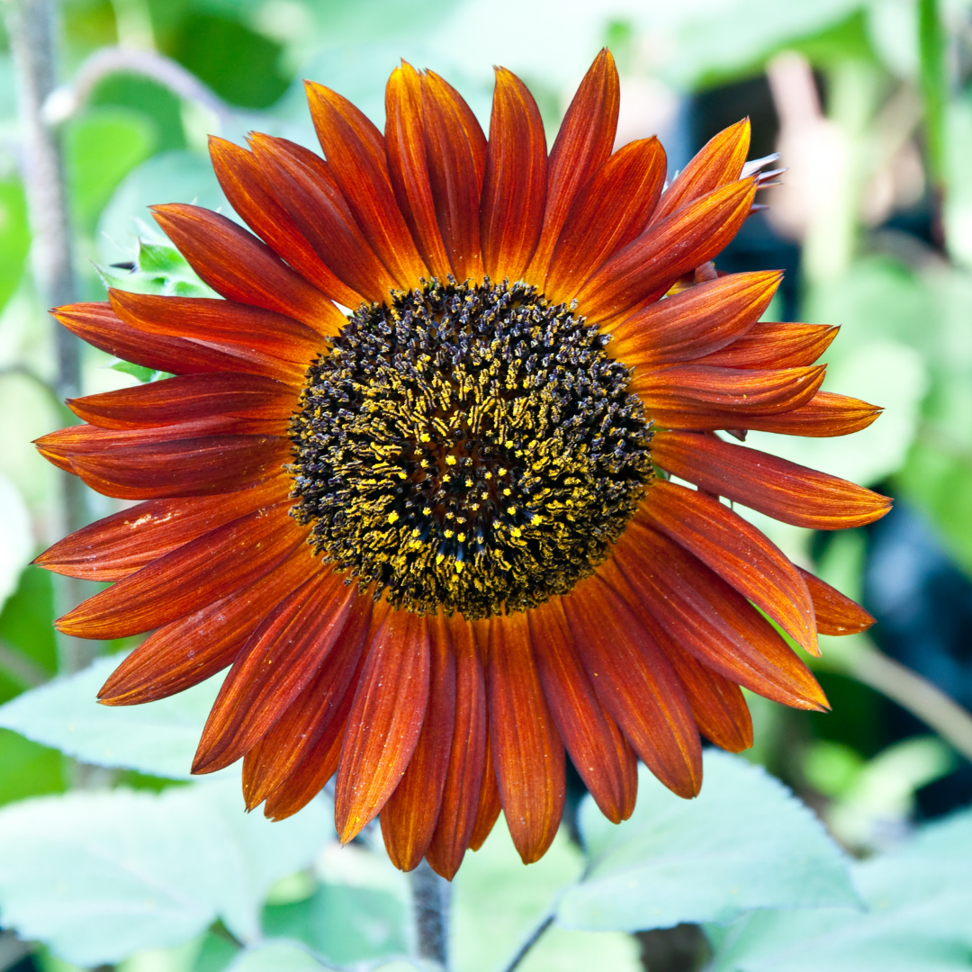 Ekologisk Solros - Velvet Queen