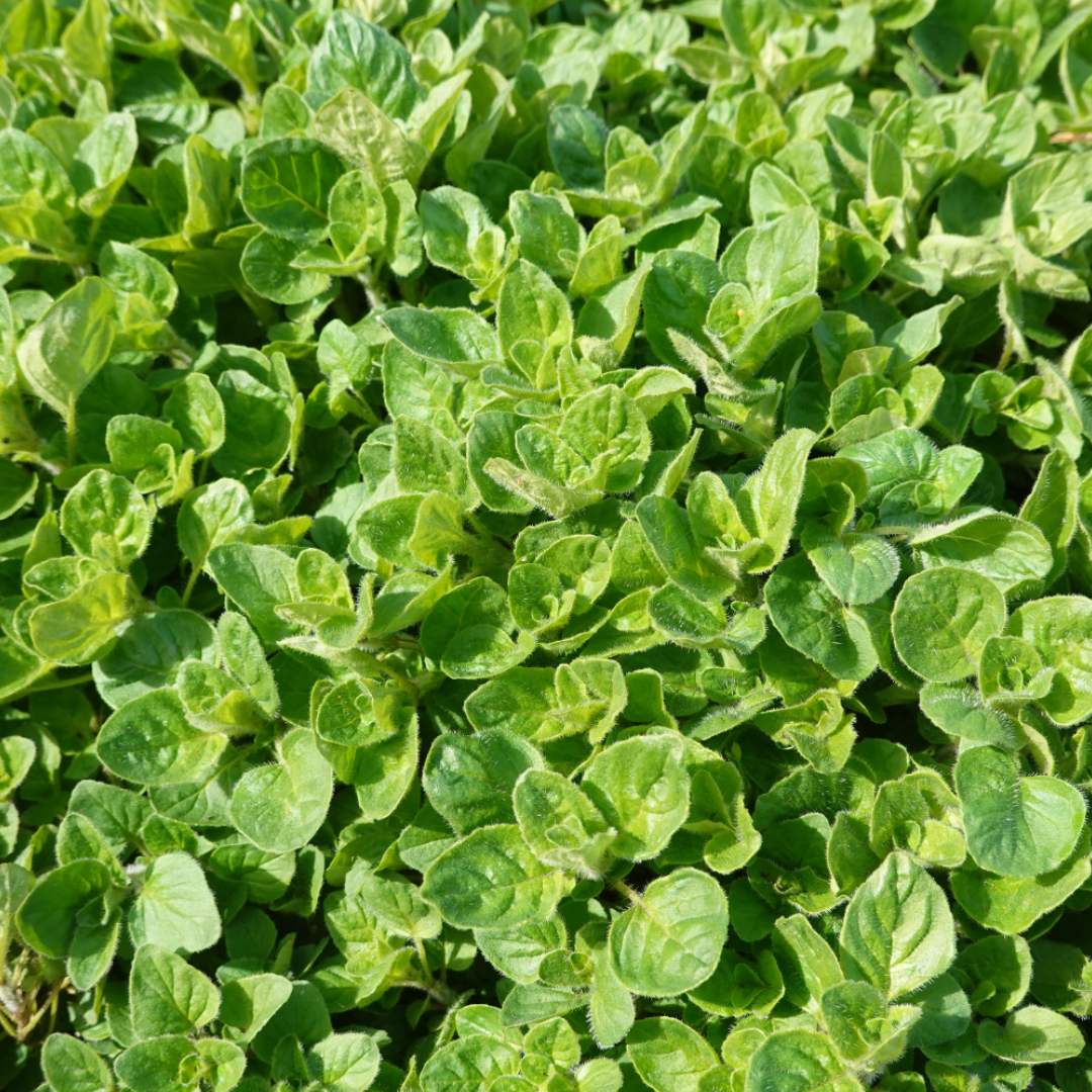 Ekologisk Grekisk Oregano - Hera