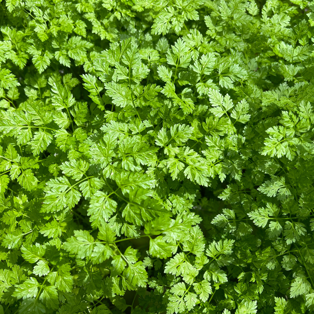 Ekologisk Dansk Körvel - Common Type