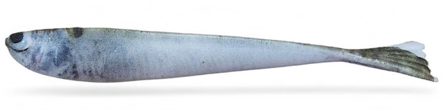 Gambler Lures Live FFS 4" Min-O 10 cm 6-pack - 2