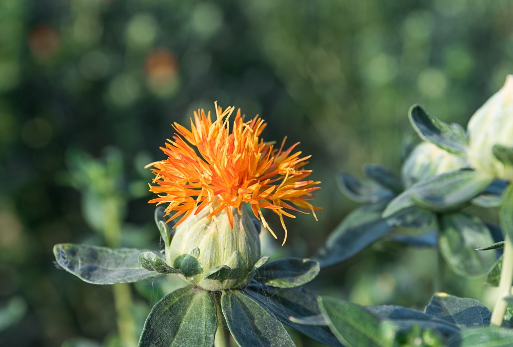 Safflor 'Ara'