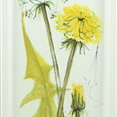 Hilkka-Liisa Ahola (Kukka 1958) Rectangular Wall Plaque with Yellow Flowers 42 cm