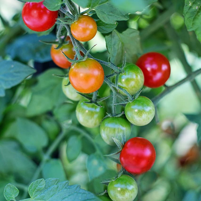 Körsbärstomat 'Red Cherry'