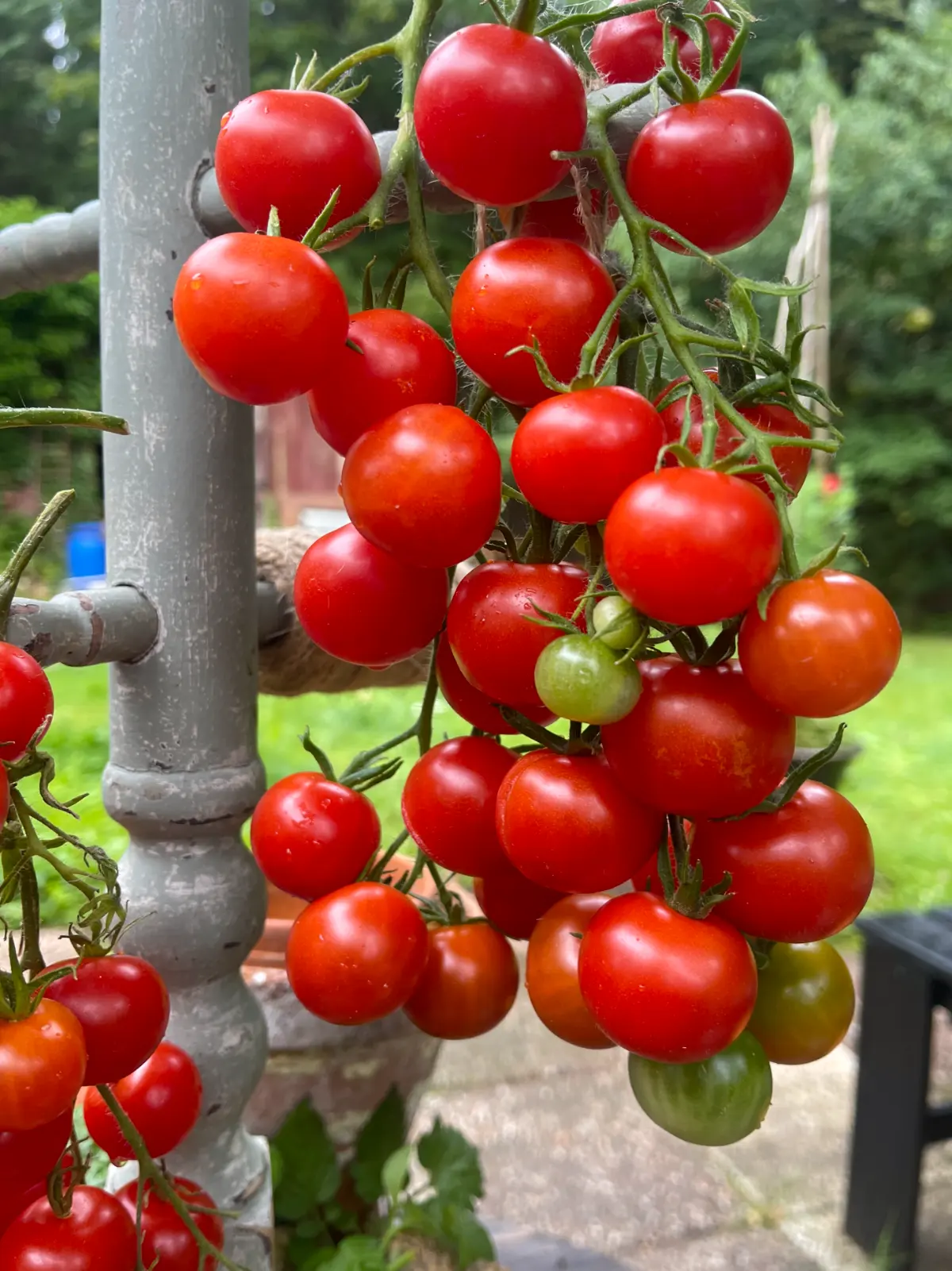 Körsbärstomat 'Red Cherry'