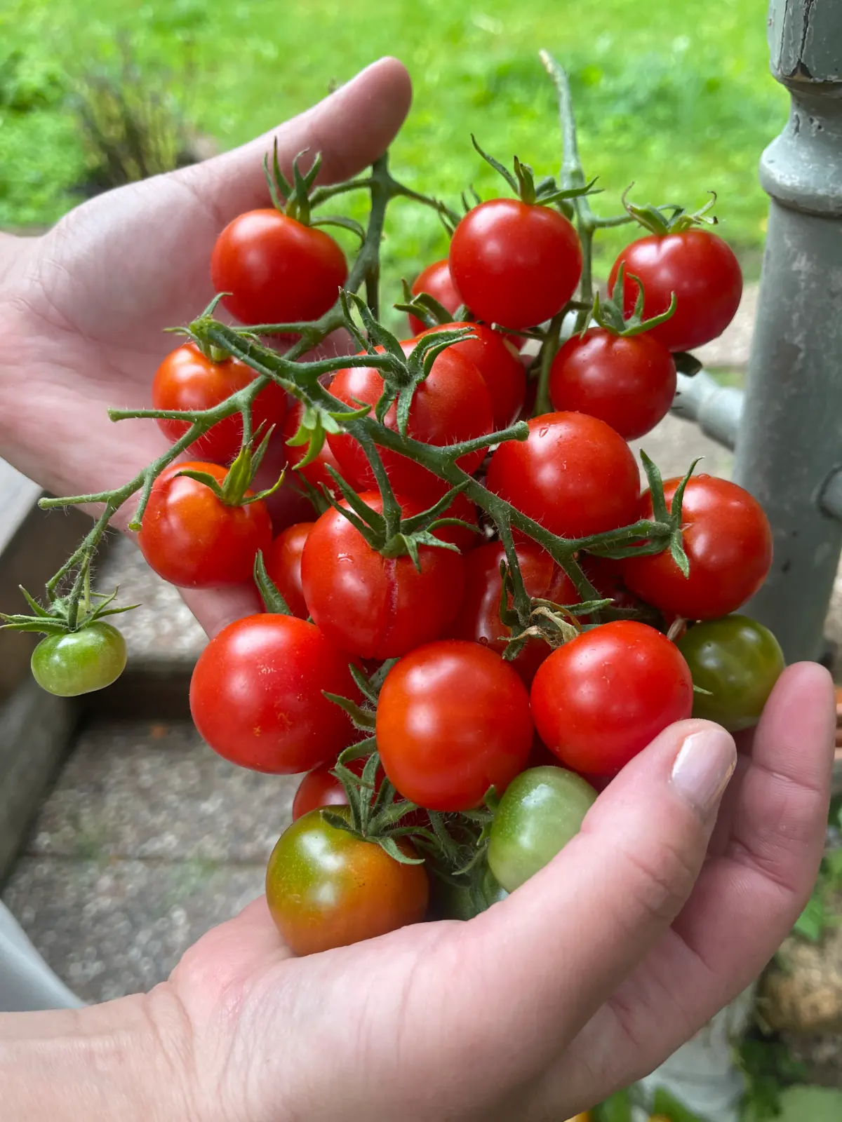 Körsbärstomat 'Red Cherry' - 3