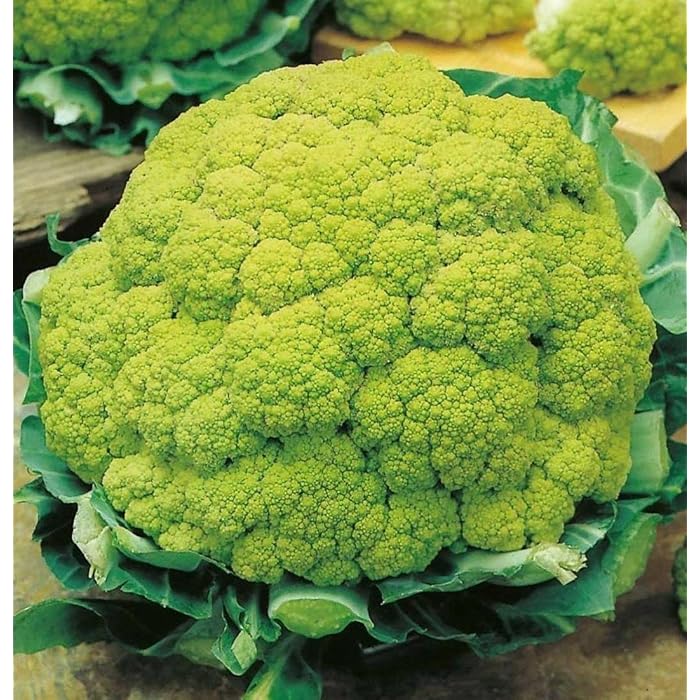 Blomkål 'Macerata Green' - Grön blomkål