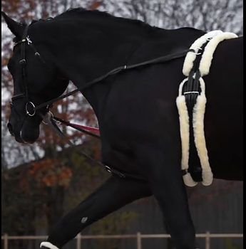 Horsedream® longergjord i lammskinn, creme