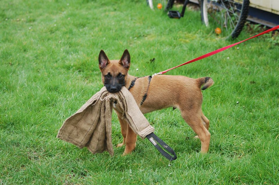 Dingo Gear Bittrasa i Jute med Handtag - handtillverkad
