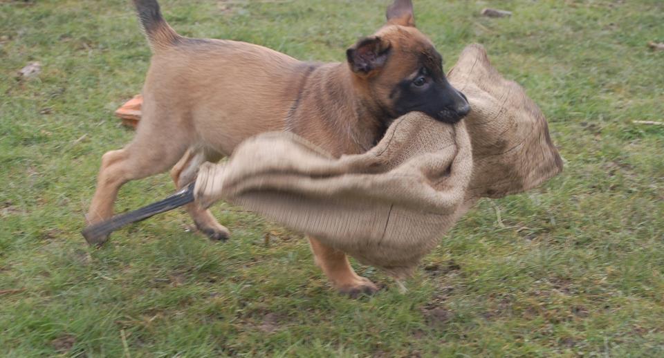 Dingo Gear Bittrasa i Jute med Handtag - Mjuk 