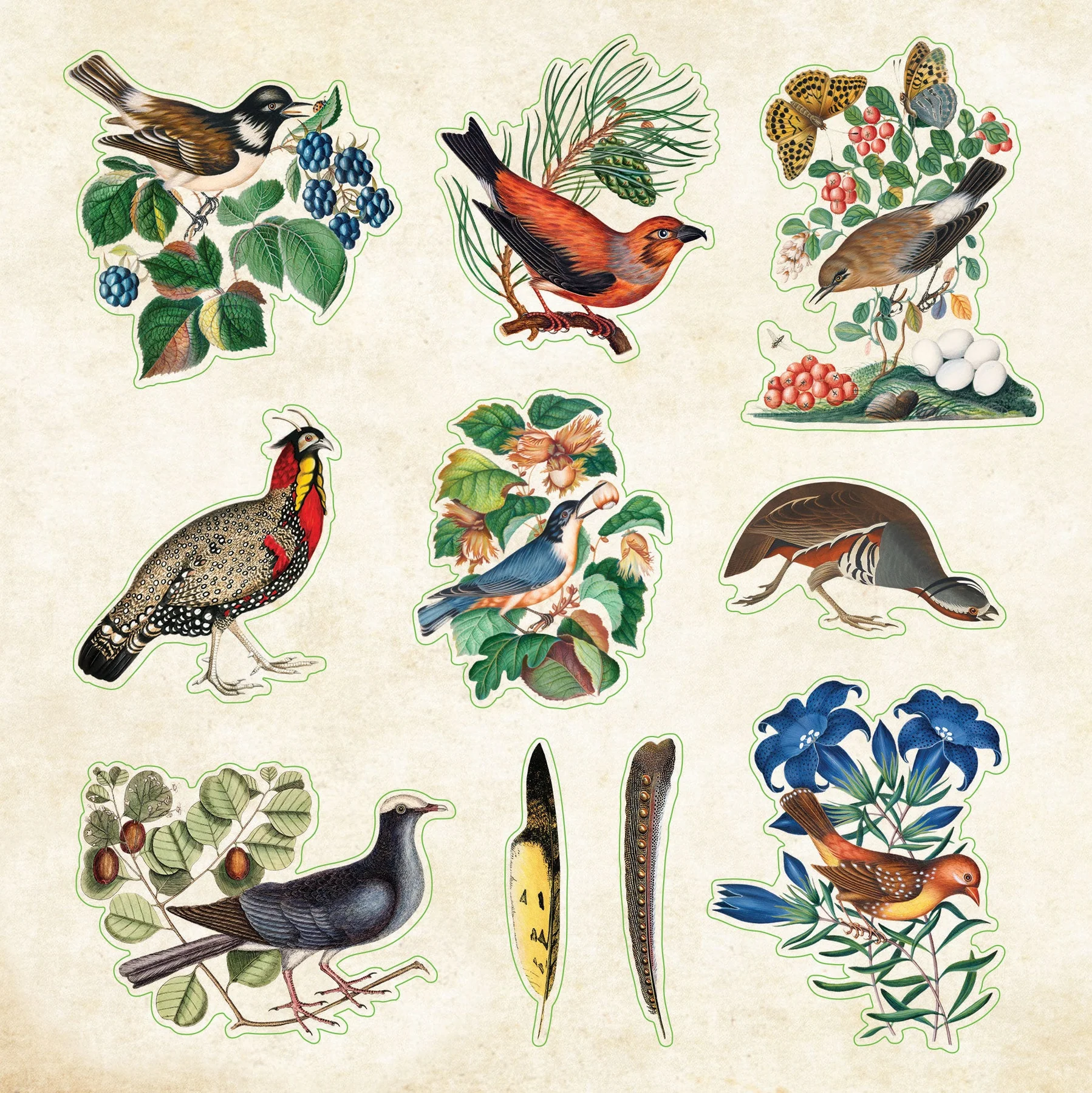 Zoological Ephemera Sticker Book - 5