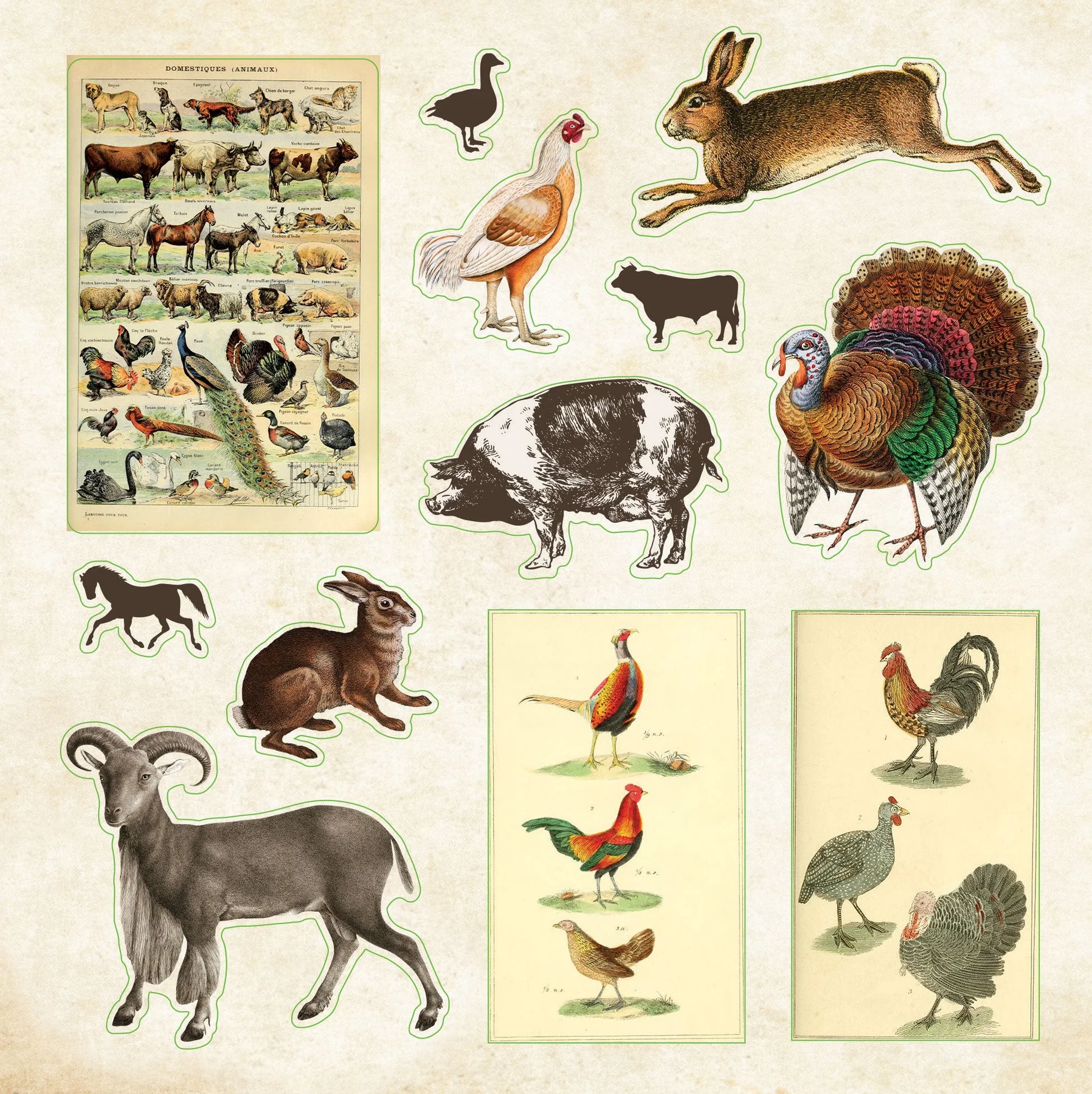Zoological Ephemera Sticker Book - 6