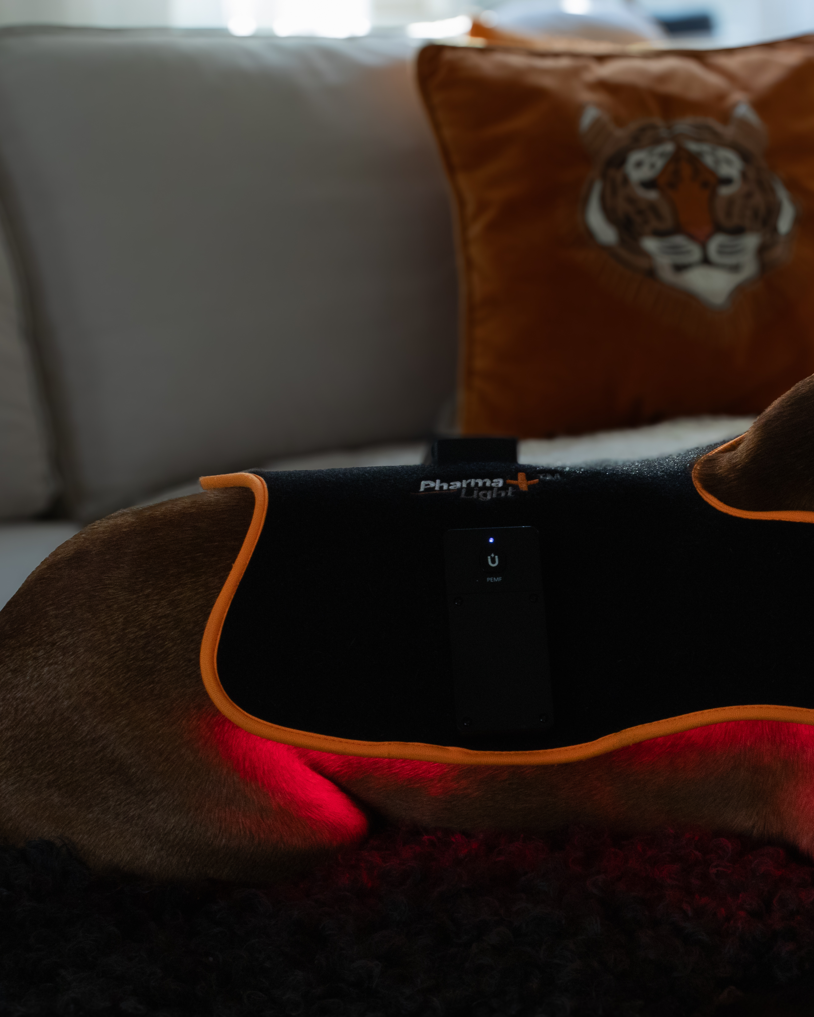 ModelLight Led Treatment Pad PEMF Canine - 8